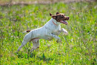Braque Francais Pyrenean running in a meadow.
