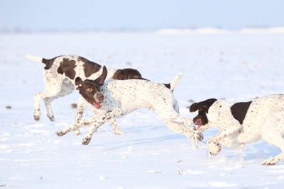 Braque Francais Pyreneans playing in the snow.