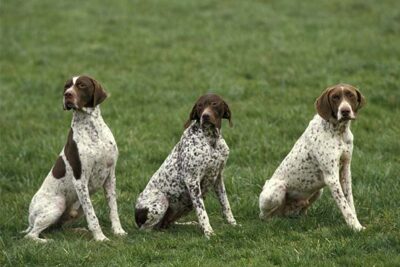 Braque Francais Pyreneans sitting together in the grass.