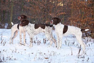 Braque Francais Pyreneans standing together in the snow.