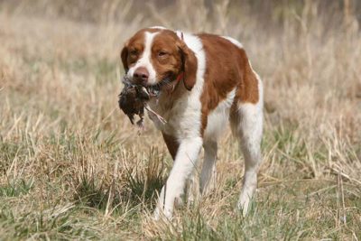 Brittany hunting fowl.