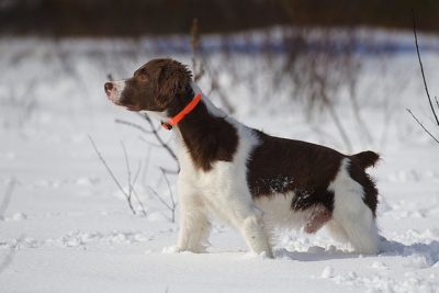 Brittany hunting in deep snow.