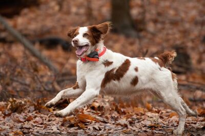 Brittany running in the woods hunting.