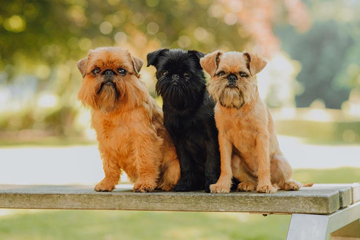 Three Brussels Griffons sitting on a park bench side by side.