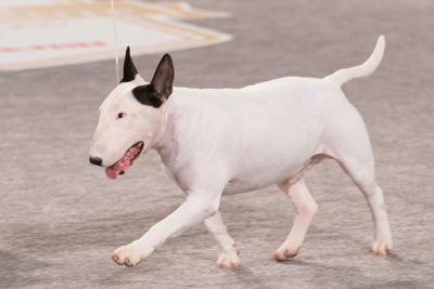 Regulatie Cerebrum Overeenstemming Bull Terrier Pictures - American Kennel Club