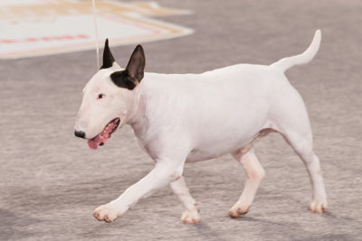 Bull Terrier at the AKC National Championship.