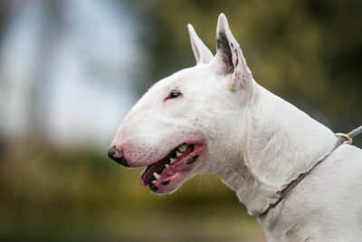 Bull Terrier head portrait in profile outdoors.