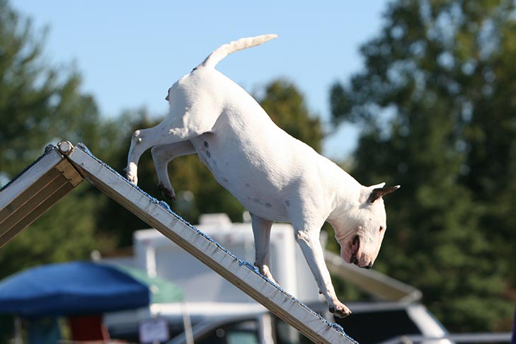 Bull Terrier walking down an A-frame in an outdoor agility course.