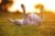 Bull Terrier rolling in the grass outdoors at sunset.