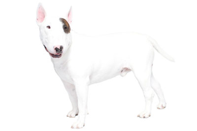 Bull Terrier standing in three-quarter view.
