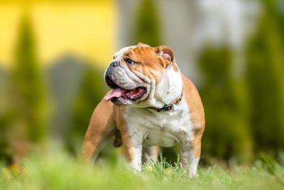 Bulldog standing in the grass in the sunshine.