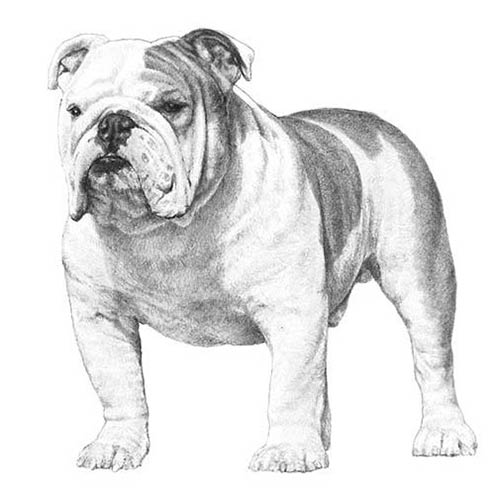 English Bulldog - calm intelligent - WARSAW DOG