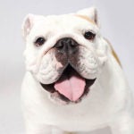 Bulldog face with tongue out