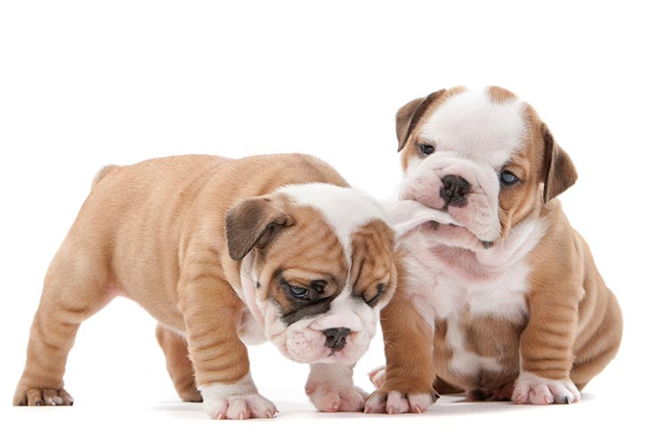 Bulldog Dog Breed | Information, Temperament And Images  