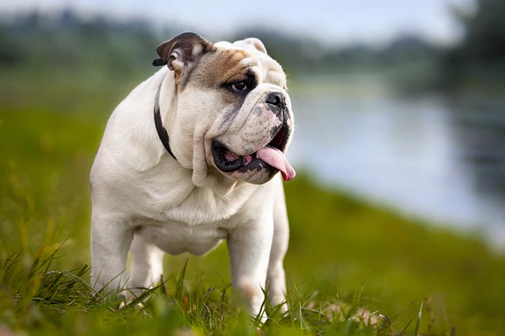 Bulldog Dog Breed Information