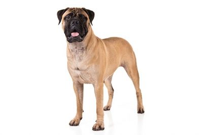 Bullmastiff standing in three-quarter view.