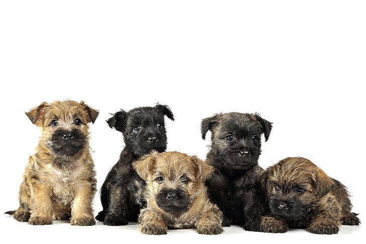 Cairn Puppies For Sale - AKC PuppyFinder