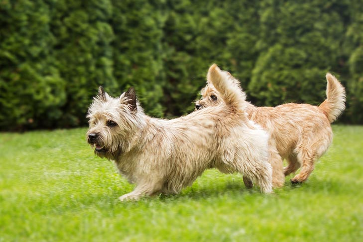 Cairn Terrier running and playing in the grass.