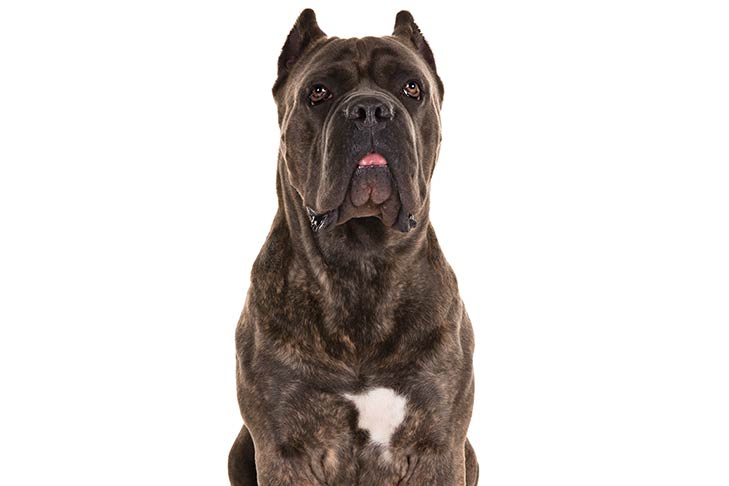 what is a cane corso dog look like?