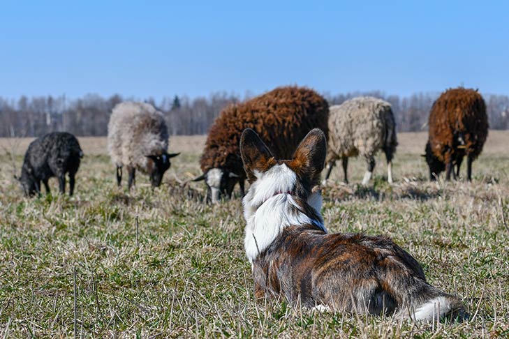 Cardigan Welsh Corgi herding a flock of sheep in a field.
