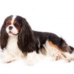 Cavalier King Charles Spaniel lying on its side in three-quarter view