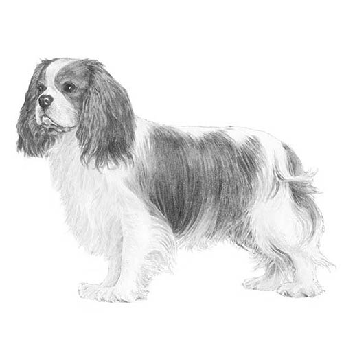 About Cavalier King Charles Spaniel Breed