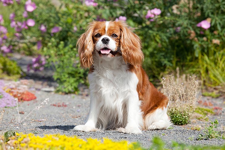 9 Great Dog Breeds For First-Time Owners – American Kennel Club