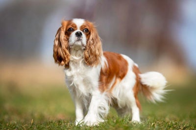 https://www.akc.org/wp-content/uploads/2017/11/Cavalier-King-Charles-Spaniel-standing-in-the-grass-400x267.jpg