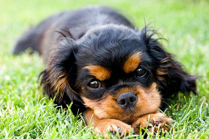Cavalier King Charles Spaniel Puppies For Sale AKC