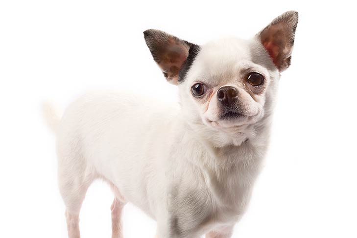 Chihuahua standing in three-quarter view facing forward