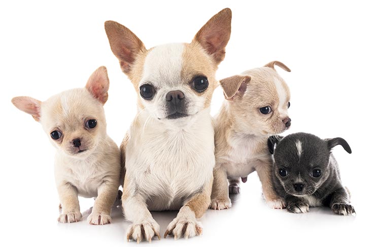 what does a purebred chihuahua look like? 2