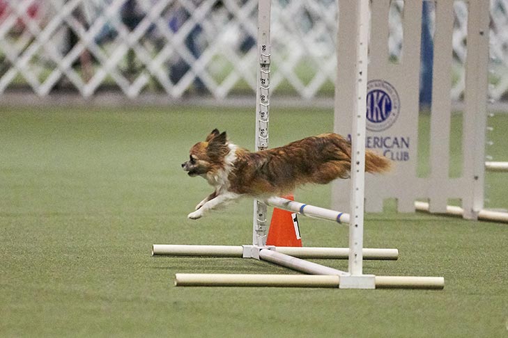 Chihuahua leaping over an agility jump.