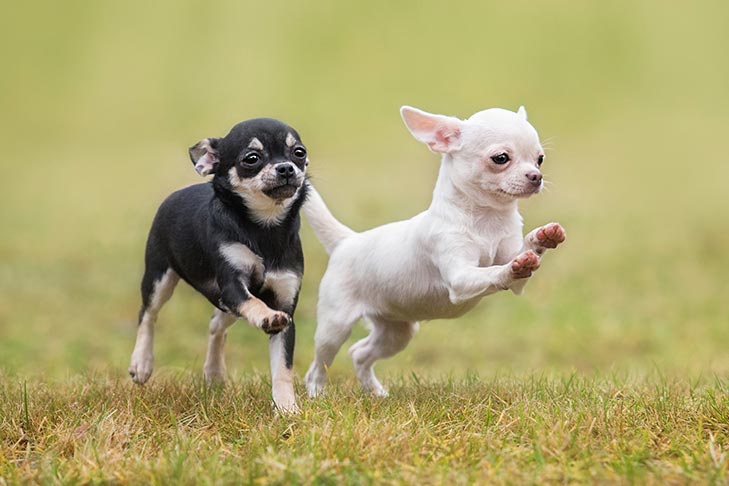 two chihuahuas running in the grass