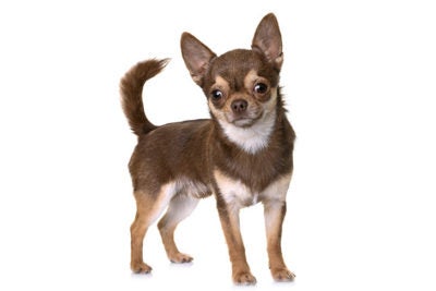 https://www.akc.org/wp-content/uploads/2017/11/Chihuahua-standing-in-three-quarter-view-400x267.jpg