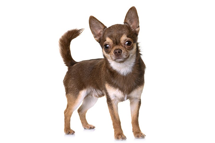 what does a purebred chihuahua look like?