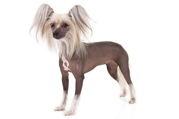 Chinese Crested standing in three-quarter view