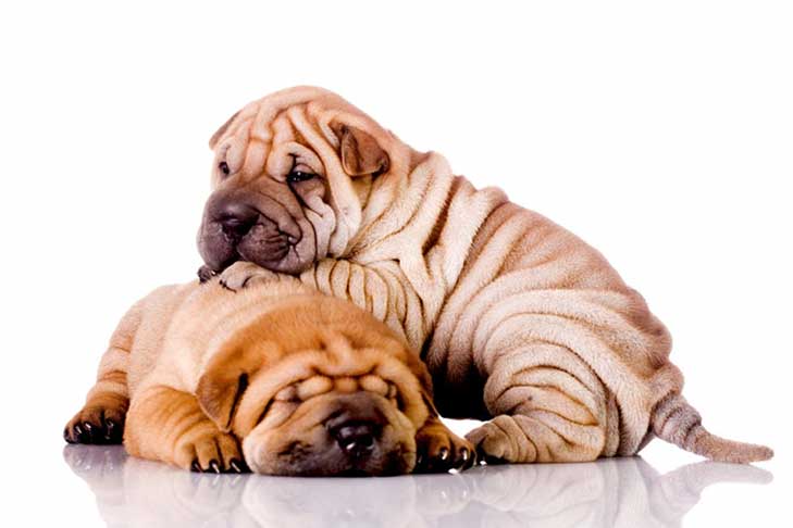 Chinese Shar Pei Cost Sale Cheapest Save 41 Jlcatj gob mx