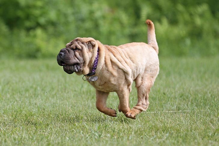 Chinese Shar-Pei running in lure coursing.
