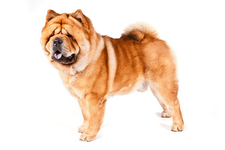 Chow Chow standing facing left, head turned forward