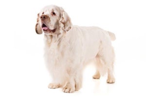 Clumber Spaniel standing in three-quarter view