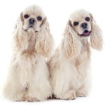Two Cocker Spaniels sitting side by side facing forward
