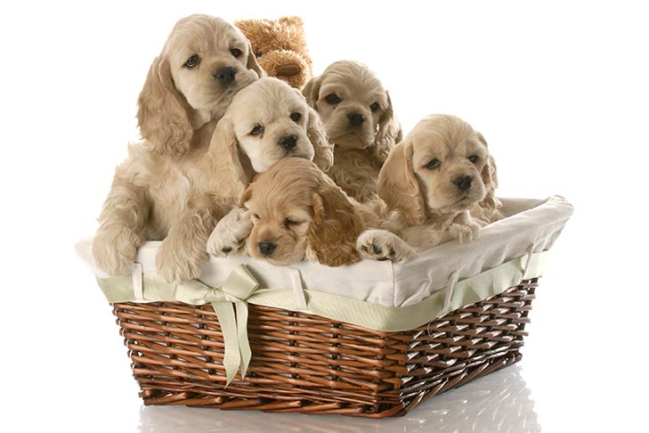 Cocker Spaniel puppies in a basket.