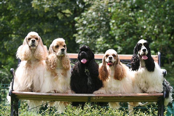 Cocker Spaniels sitting on a bench outdoors.
