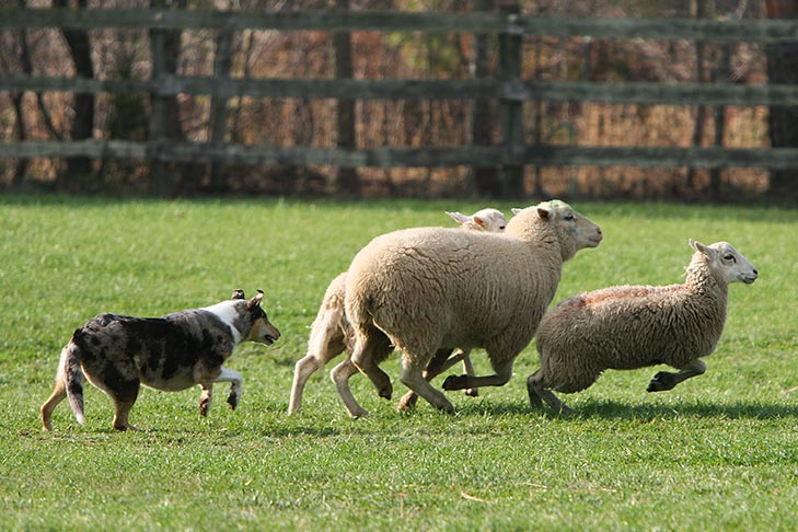 Smooth Collie herding sheep in a pasture.