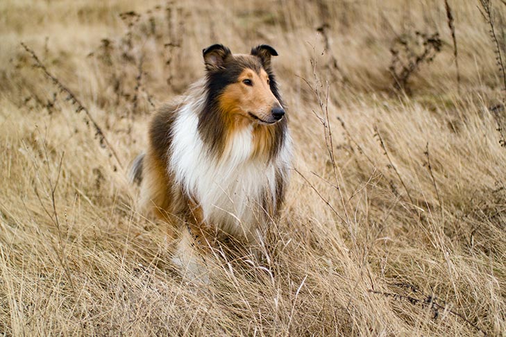 Meet Lassie!! : r/roughcollies
