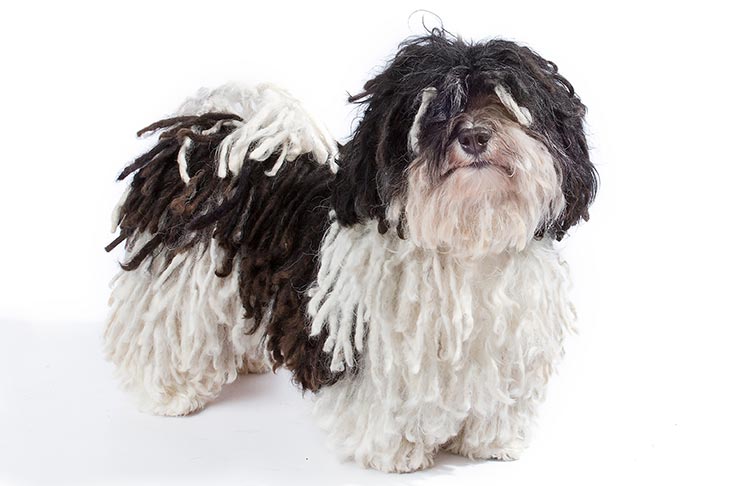 Havanese with a corded coat.
