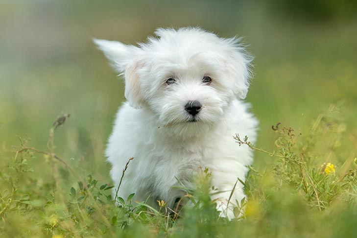 how much do coton de tulear puppies cost