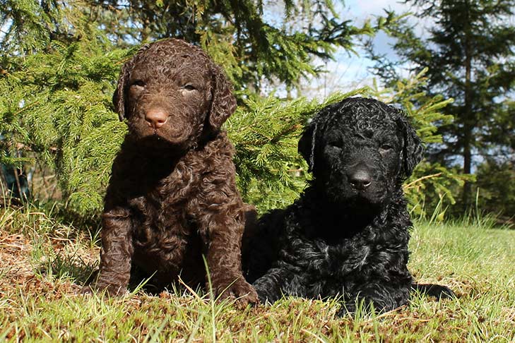 What Is A Curly Coated Retriever Meet, Curly Coated Retriever Facts