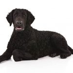 Curly-Coated Retriever lying in three-quarter view facing forward