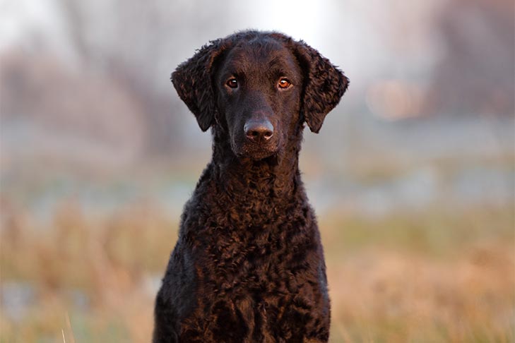 Common Fears and Phobias in Dogs and How to Help Treat Them